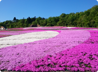 芝桜広場