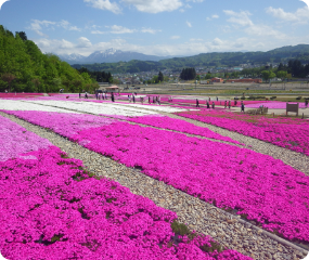 芝桜広場の写真