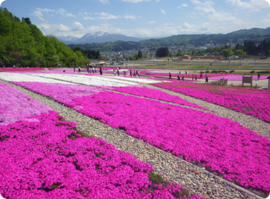 花と緑と雪の公園写真