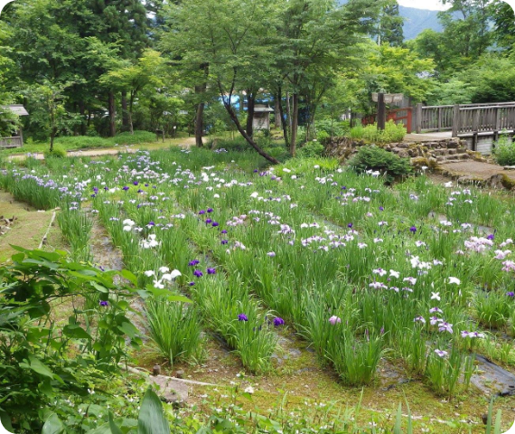 草花園の写真