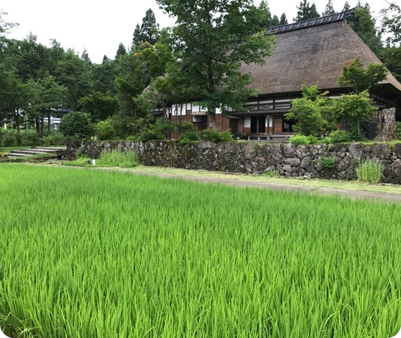 水田の風景写真