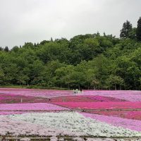 芝桜まつり 奥只見レクリェーション都市公園